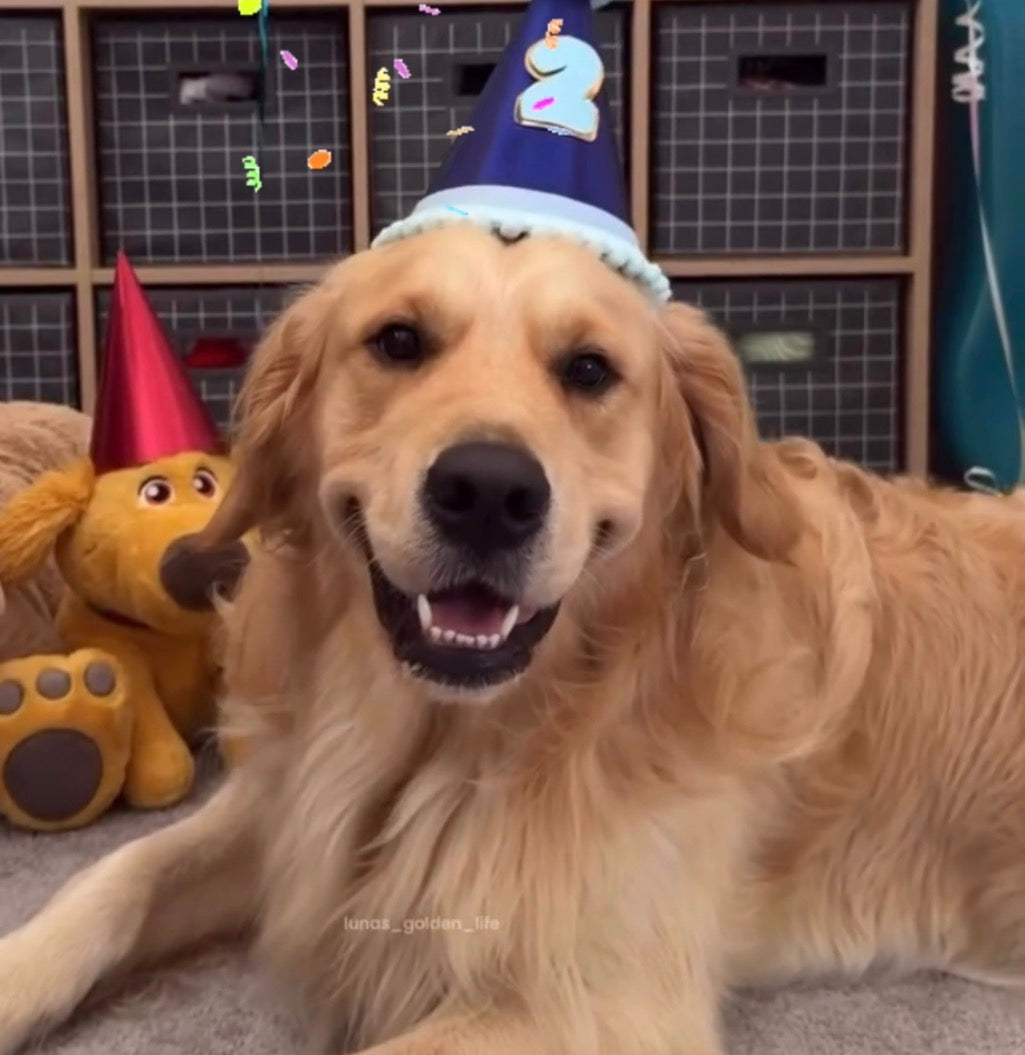 Lenny's Birthday Pawty!